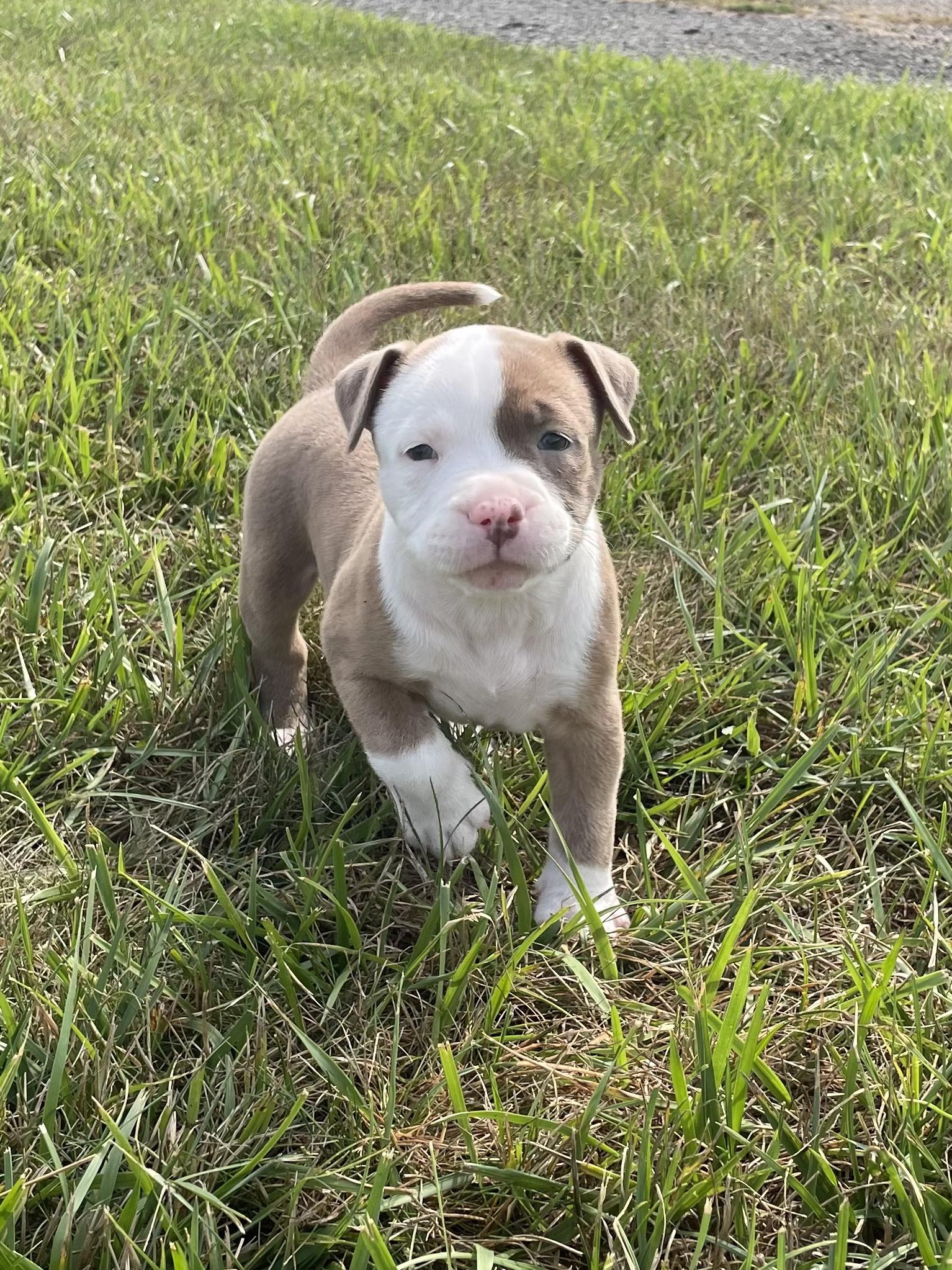 MANGO, adopted, Puppy Female Pit Bull Terrier.