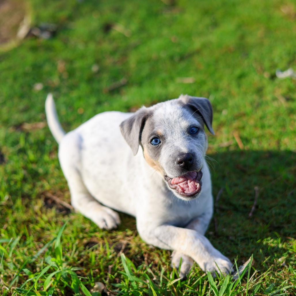 Famous Dogs Litter: Snoopy, a Adoptable Mixed Breed in Keaau, HI image 1/2