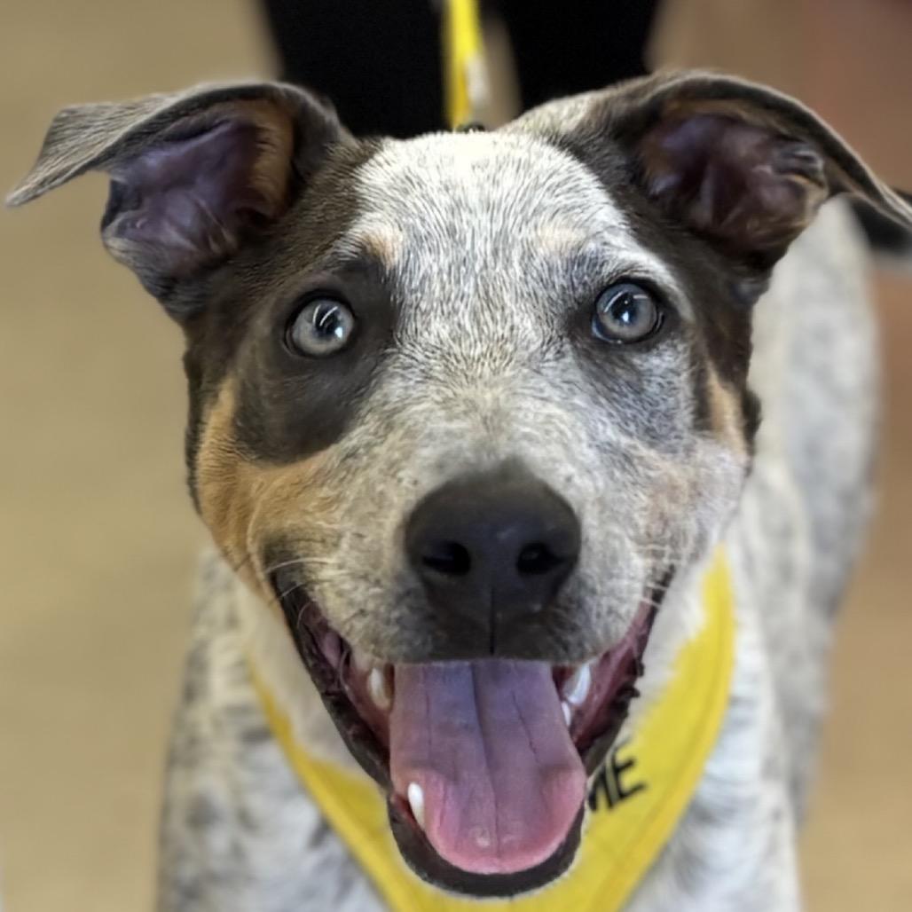 Famous Dogs Litter: Snoopy, a Adoptable Mixed Breed in Keaau, HI image 2/4