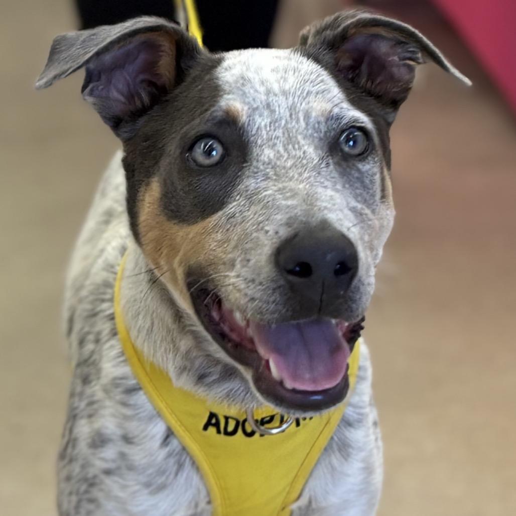 Famous Dogs Litter: Snoopy, a Adoptable Mixed Breed in Keaau, HI image 3/4