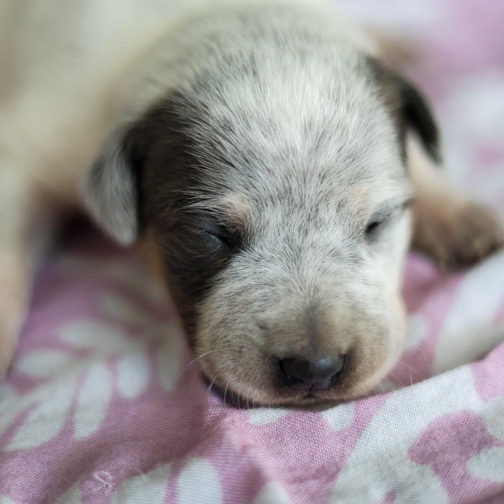 Famous Dogs Litter: Snoopy, a Adoptable Mixed Breed in Keaau, HI image 2/2