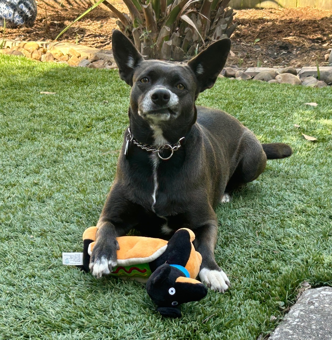 Enlarge STARR, a Adoptable mixed breed in Kingwood, TX image 3/5