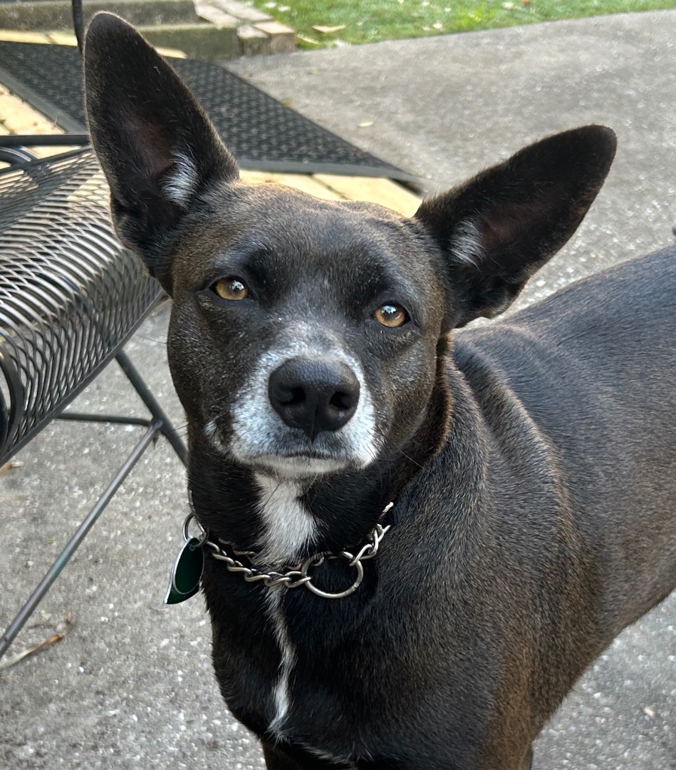 Enlarge STARR, a Adoptable mixed breed in Kingwood, TX image 5/5