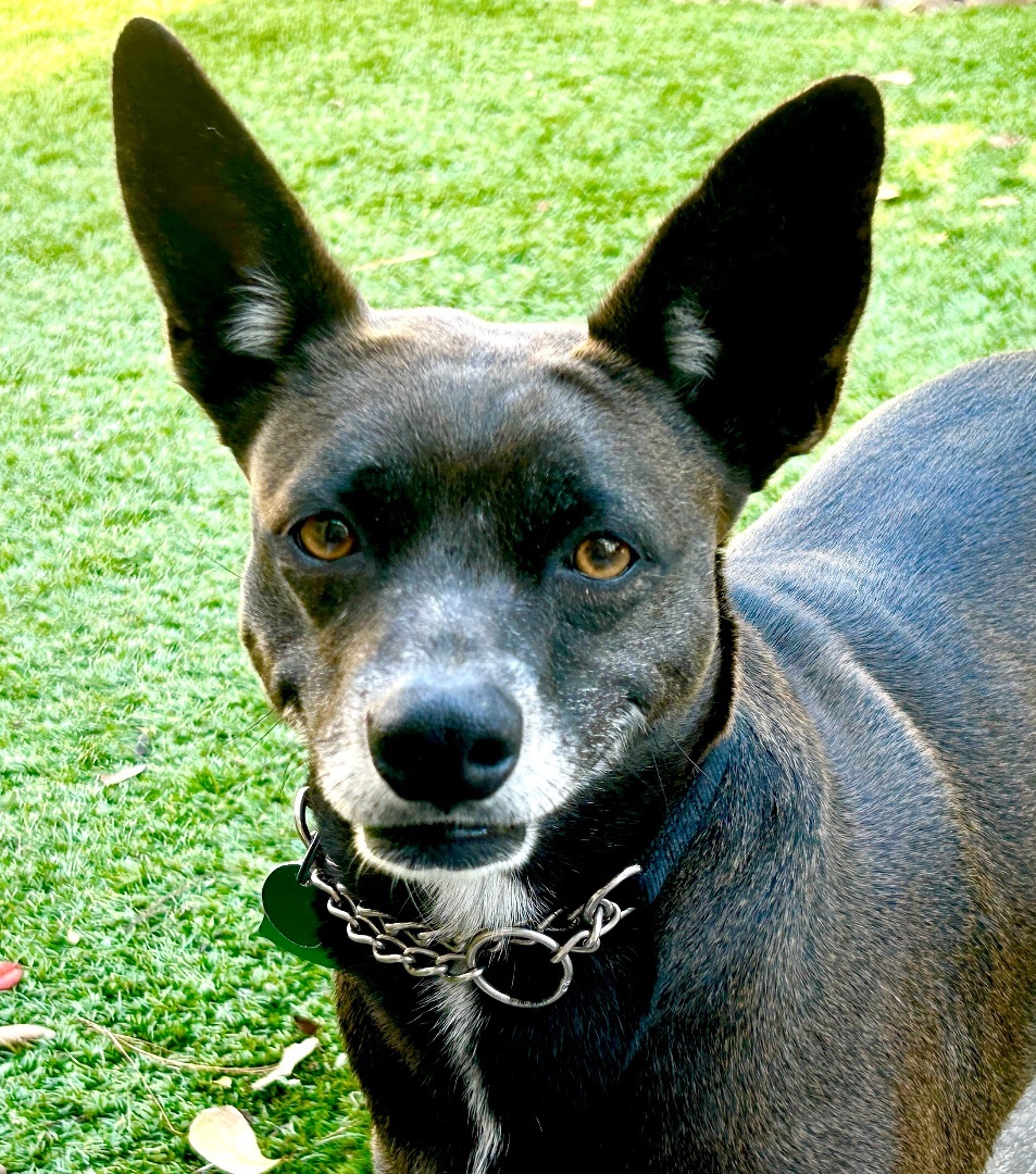 Enlarge STARR, a Adoptable mixed breed in Kingwood, TX image 4/5