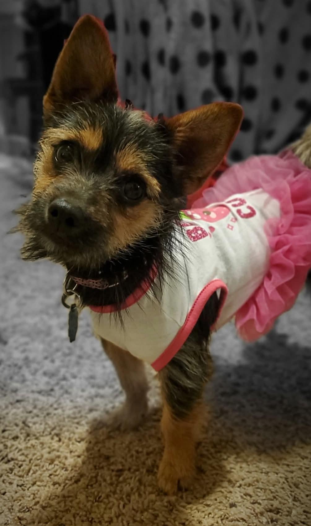 Cloe, Adoptable, Young Female Yorkshire Terrier.