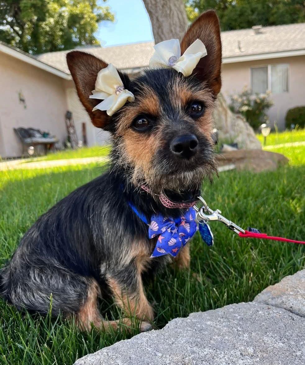 Cloe, a Adoptable mixed breed in Fresno, CA image 3/3