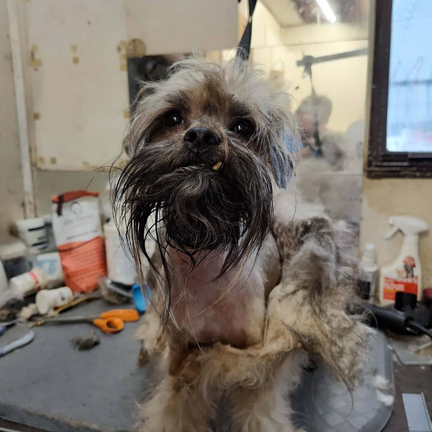 Enlarge Matt, a ADOPTABLE mixed breed in Orange Park, FL image 4/4