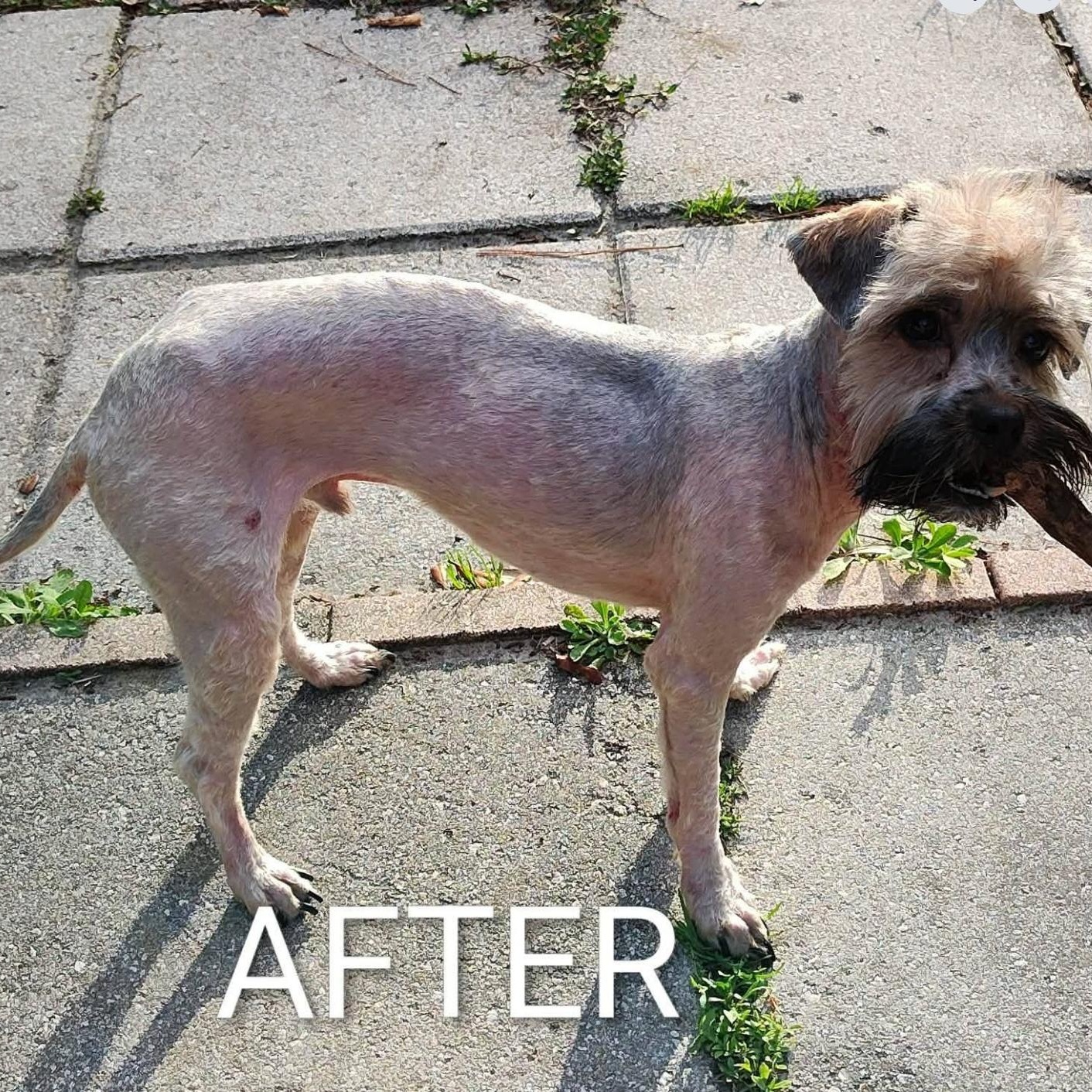 Enlarge Matt, a ADOPTABLE mixed breed in Orange Park, FL image 3/4