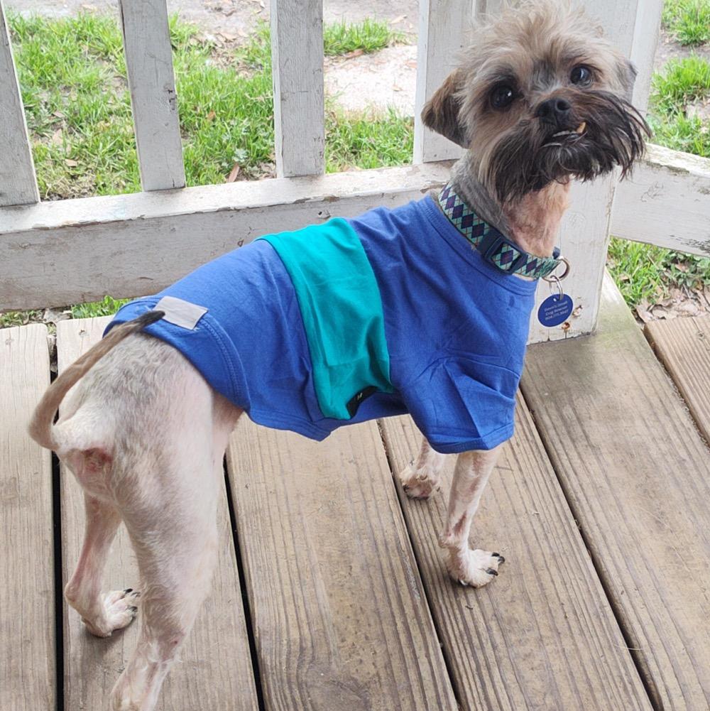 Matt, ADOPTABLE, Young Male Lhasa Apso & Miniature Poodle.