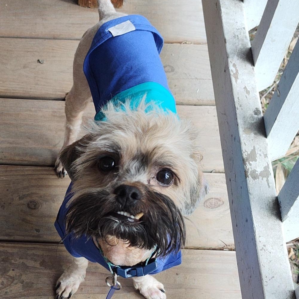 Enlarge Matt, a ADOPTABLE mixed breed in Orange Park, FL image 2/4