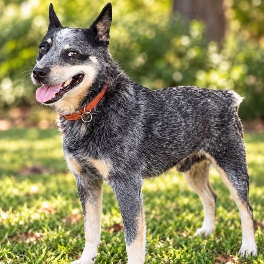 Streak, Adoptable, Young Male Australian Cattle Dog / Blue Heeler.