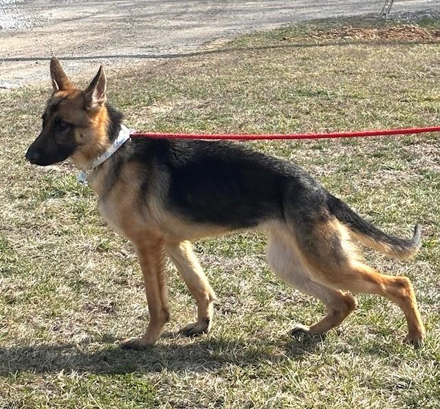 Enlarge Phalen, an adopted mixed breed in Hawk Point, MO image 1/3