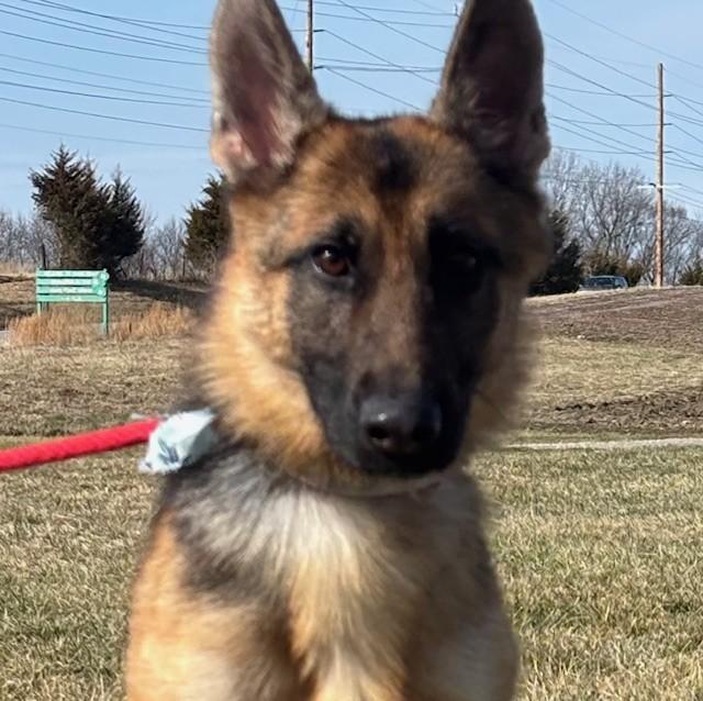Enlarge Phalen, an adopted mixed breed in Hawk Point, MO image 2/3