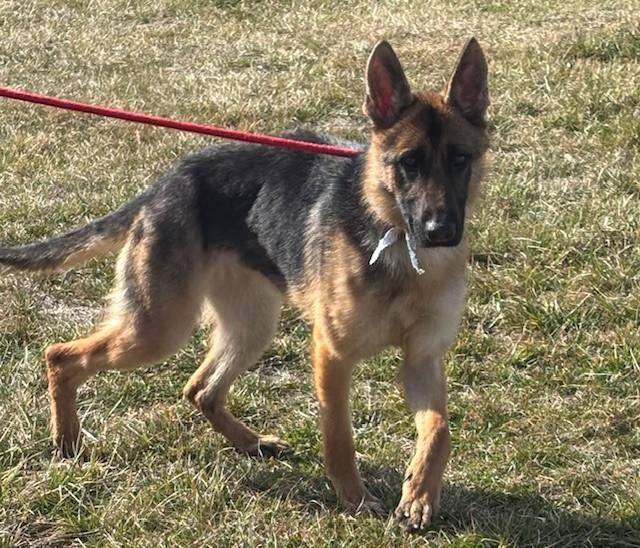 Enlarge Phalen, an adopted mixed breed in Hawk Point, MO image 3/3