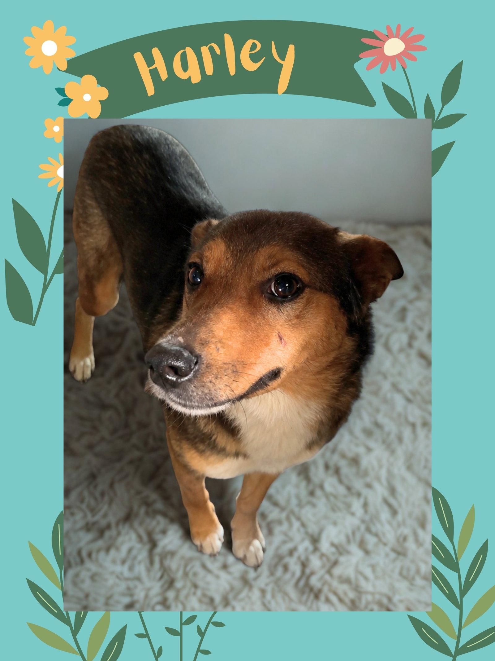 Harley Quinn, Adoptable, Adult Female Shepherd.