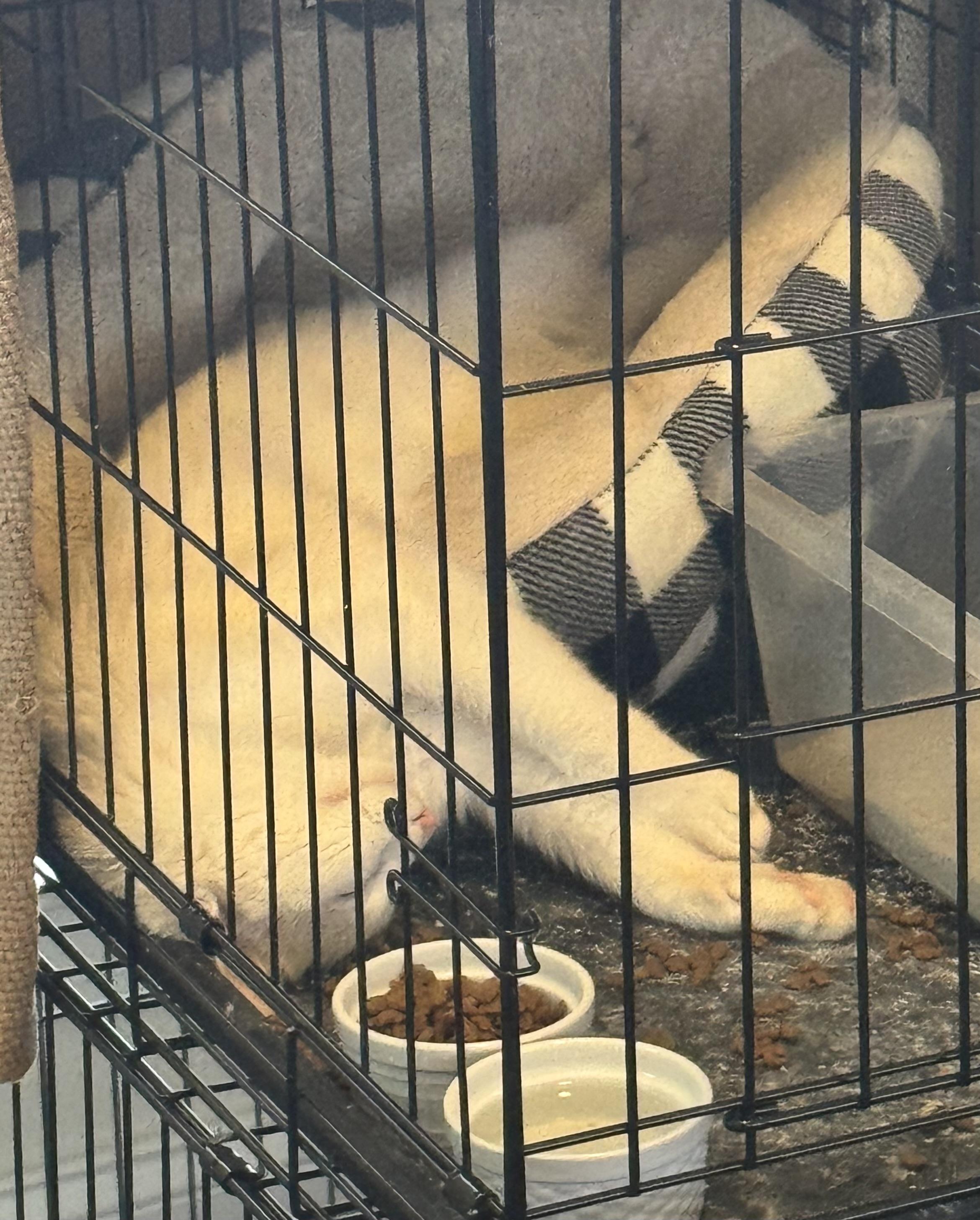 Enlarge Simeon, an adopted Domestic Short Hair in Easley, SC image 3/3