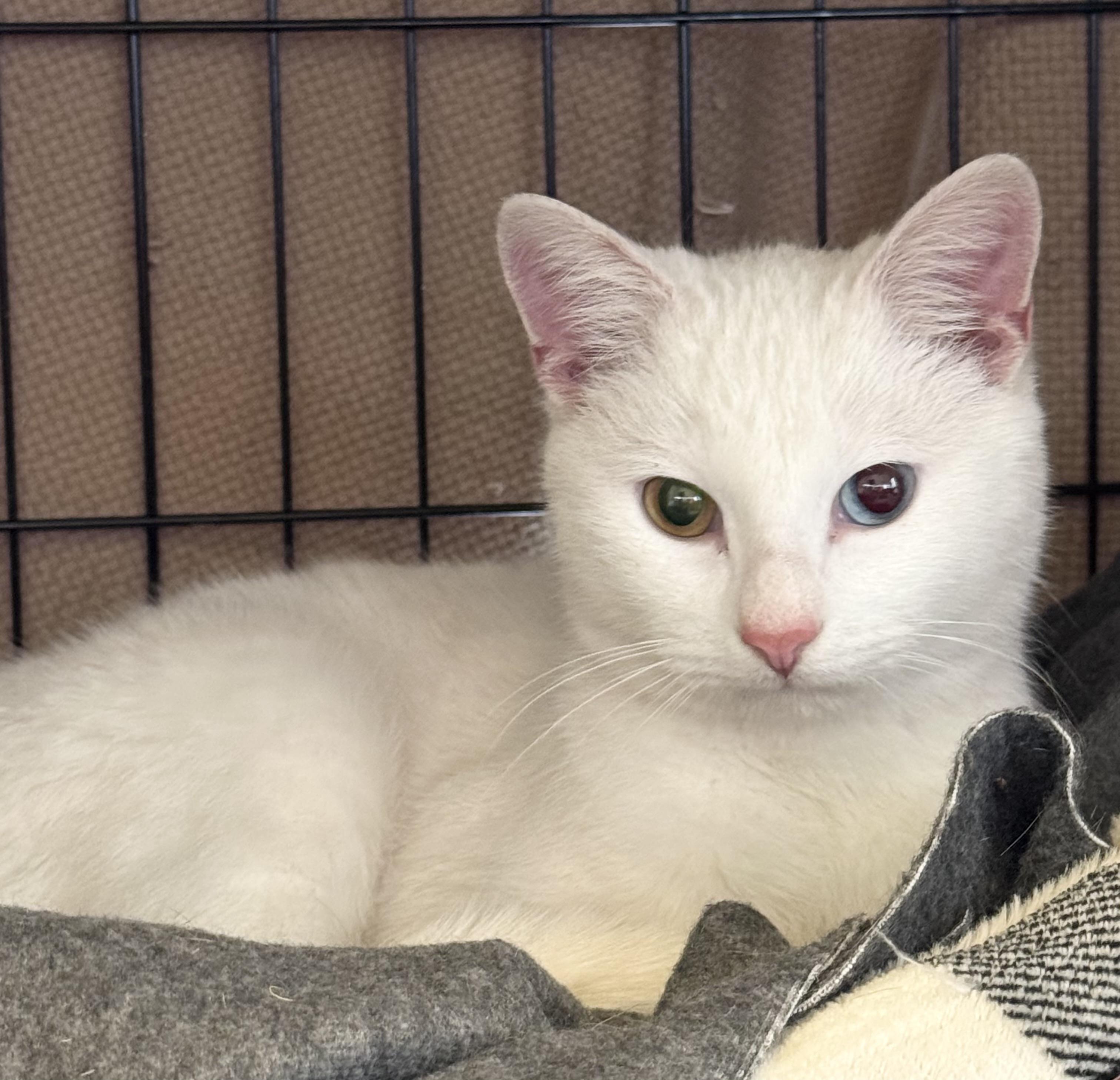 Enlarge Simeon, an adopted Domestic Short Hair in Easley, SC image 1/3