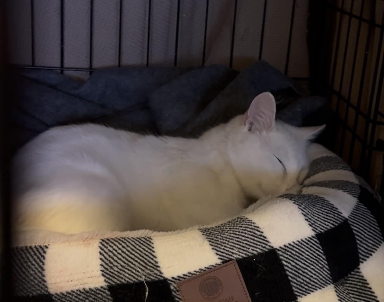 Enlarge Simeon, an adopted Domestic Short Hair in Easley, SC image 2/3