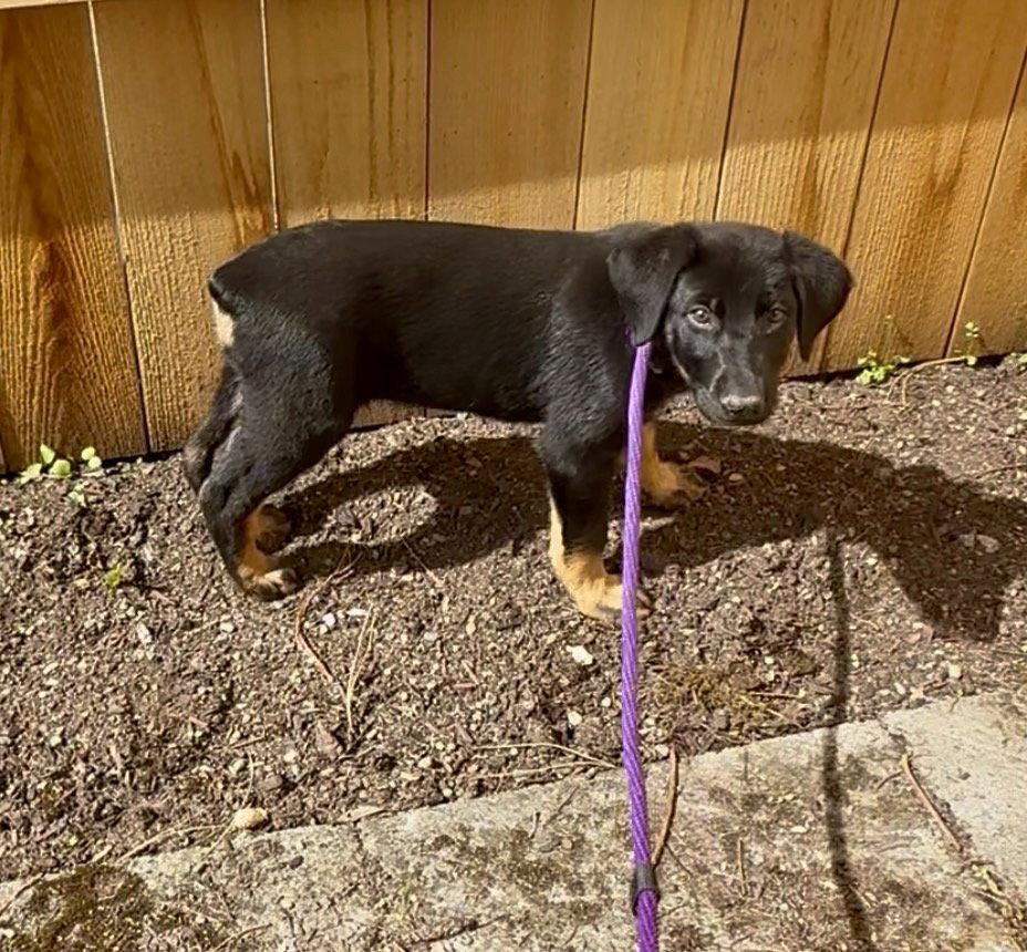 Viola, a Adopted Doberman Pinscher in Bothell, WA image 1/3