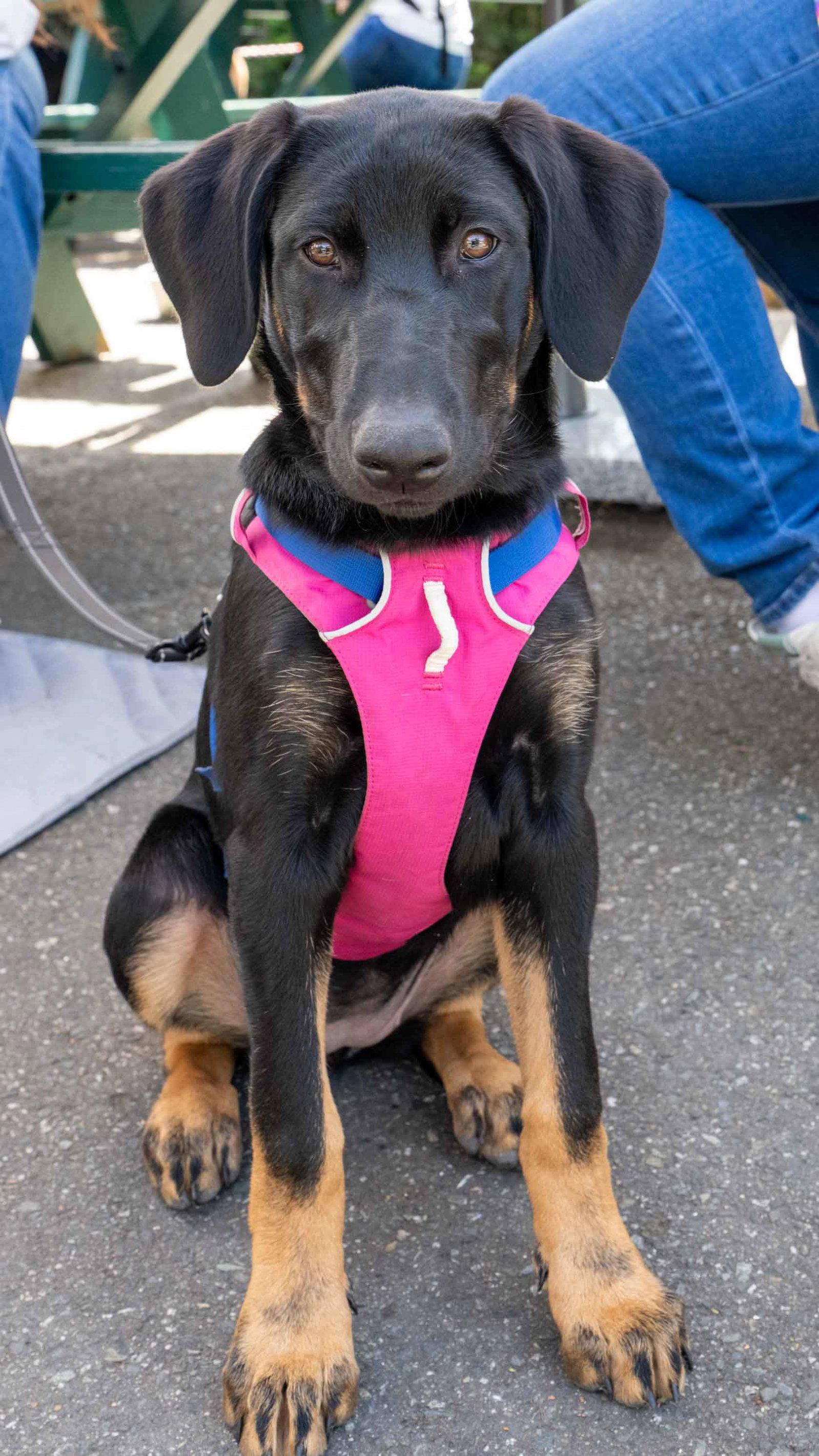 Viola, a Adopted Doberman Pinscher in Bothell, WA image 2/3