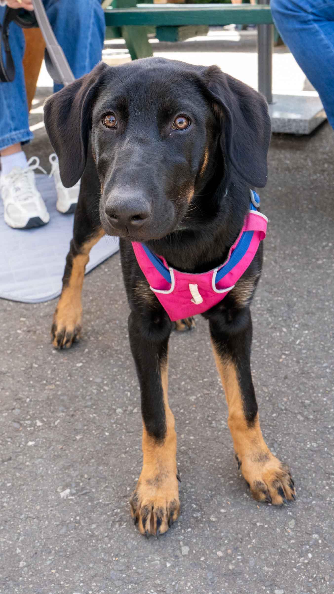 Viola, a Adopted Doberman Pinscher in Bothell, WA image 3/3