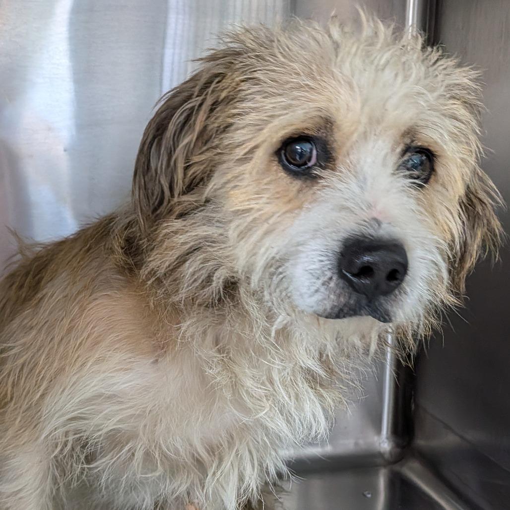 Zapdos, Adoptable, Adult Male Terrier.