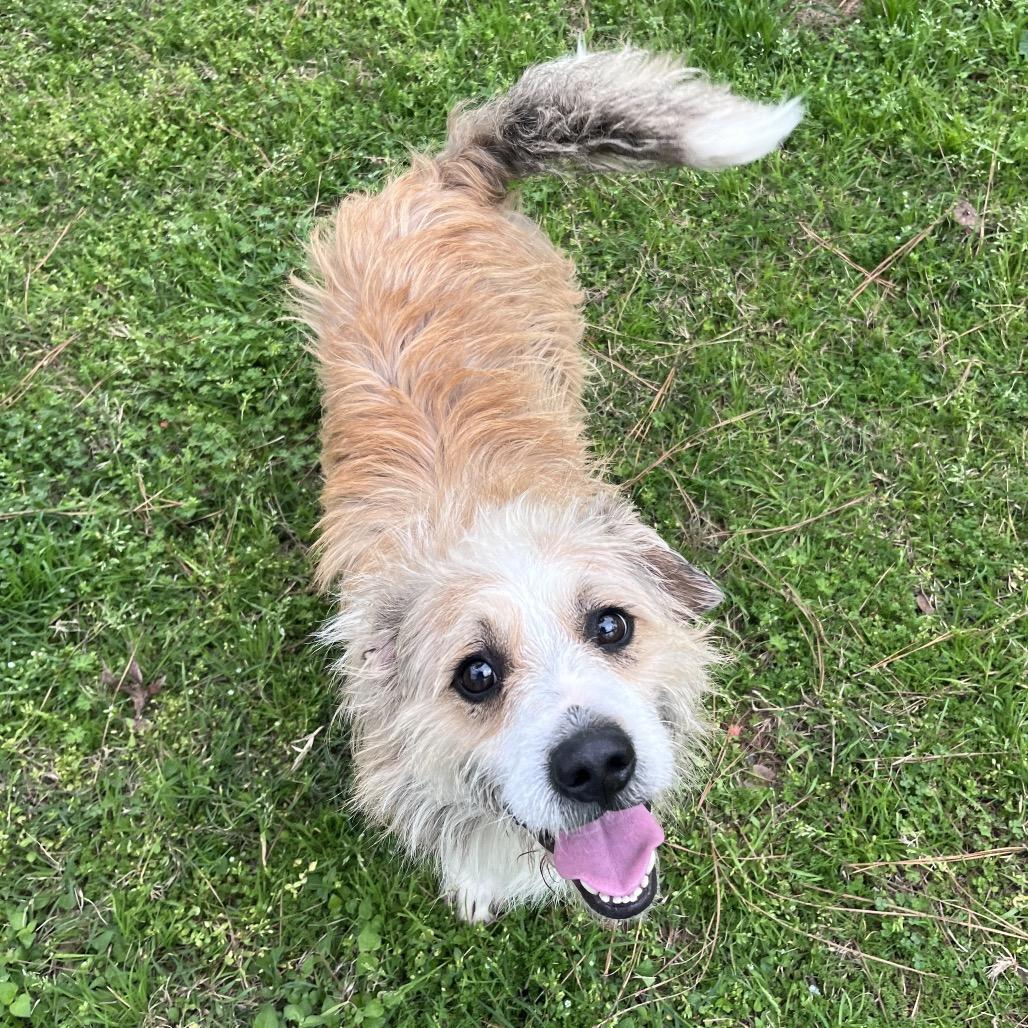 Enlarge Zapdos, a Adoptable Terrier in Houston, TX image 2/6