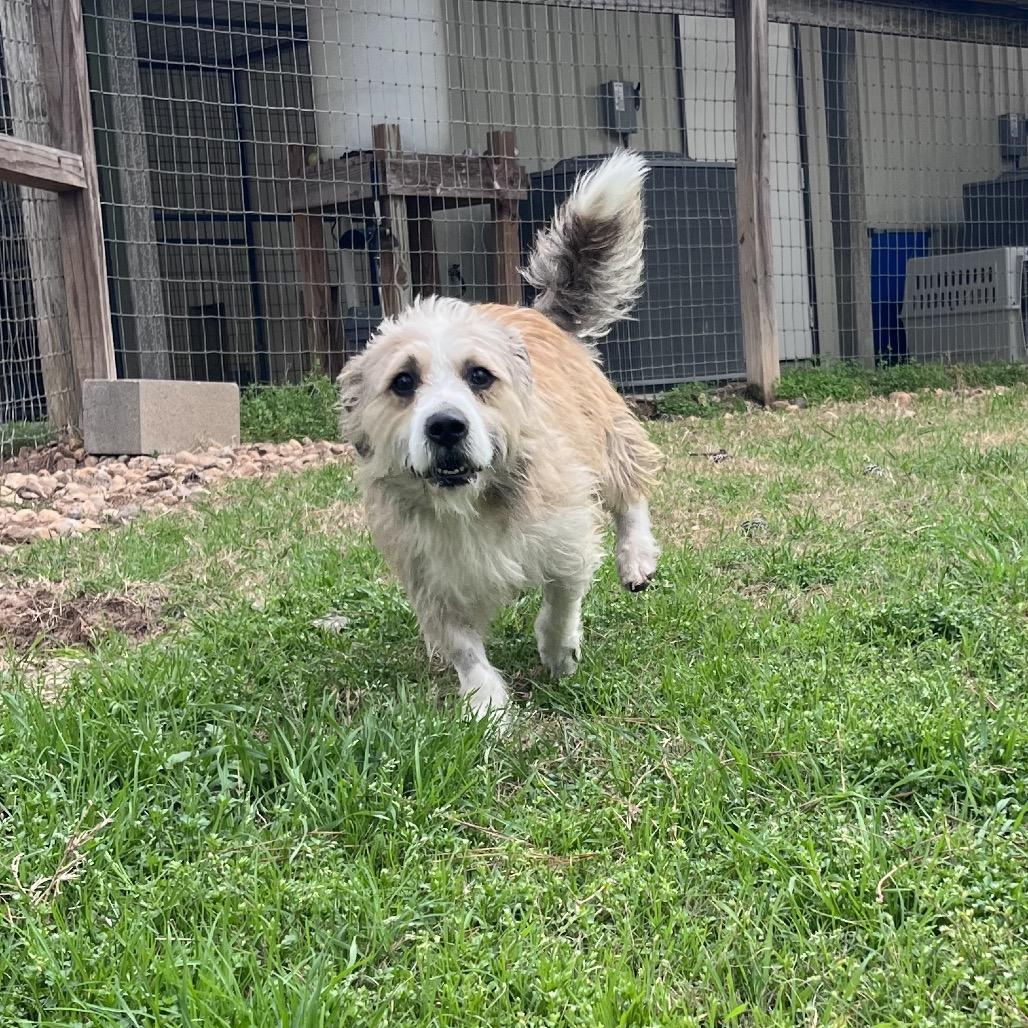 Enlarge Zapdos, a Adoptable Terrier in Houston, TX image 3/6