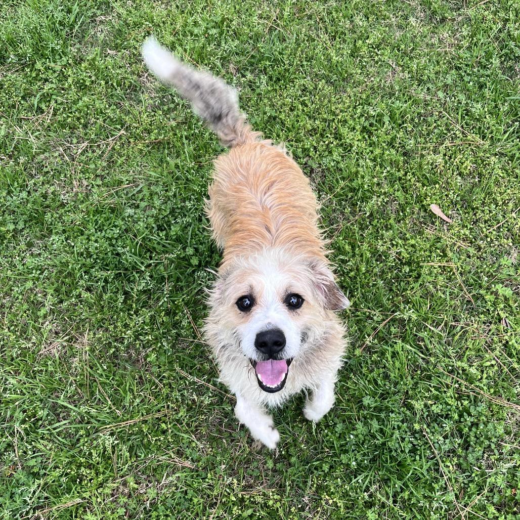 Enlarge Zapdos, a Adoptable Terrier in Houston, TX image 4/6