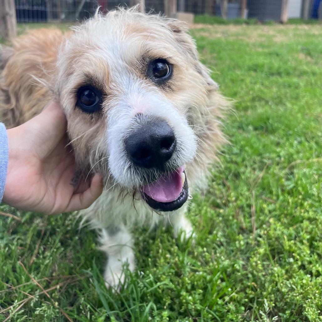Enlarge Zapdos, a Adoptable Terrier in Houston, TX image 5/6