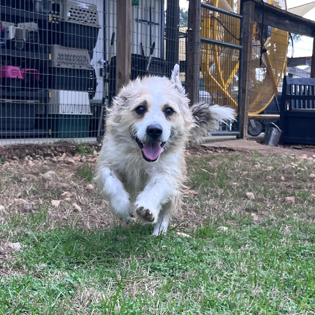 Enlarge Zapdos, a Adoptable Terrier in Houston, TX image 6/6