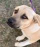 Enlarge Olaf, an adoptable mixed breed in Jenks, OK image 1/1