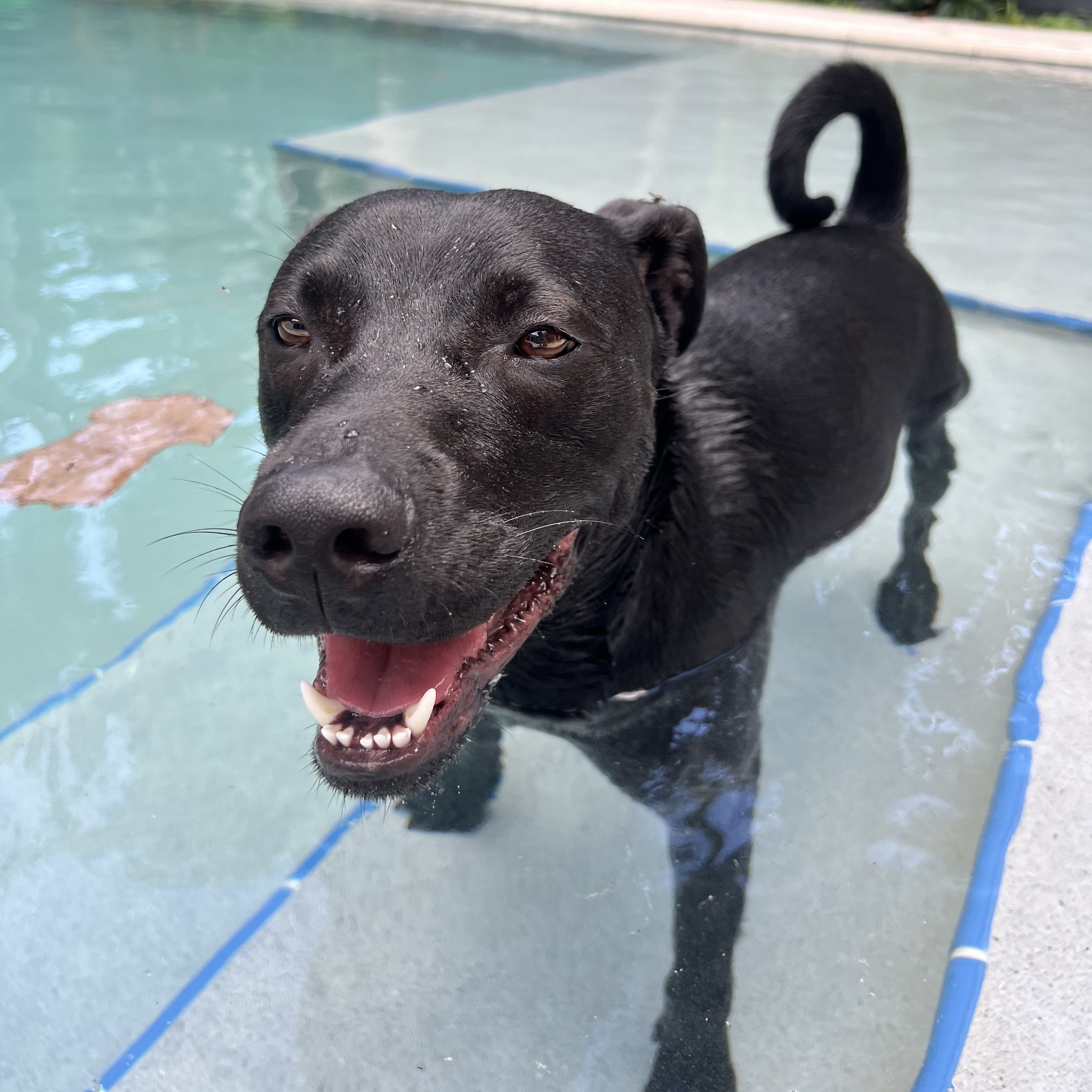 Ranger, Adoptable, Young Male Black Labrador Retriever.