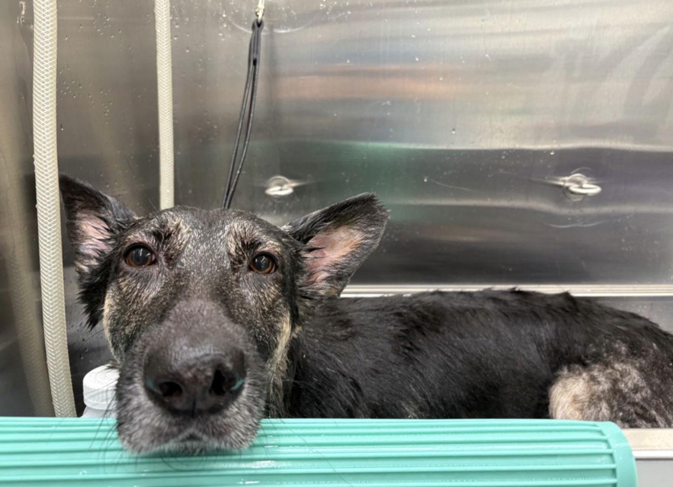 Bane 7255, a Adoptable German Shepherd Dog in Centreville, VA image 1/3