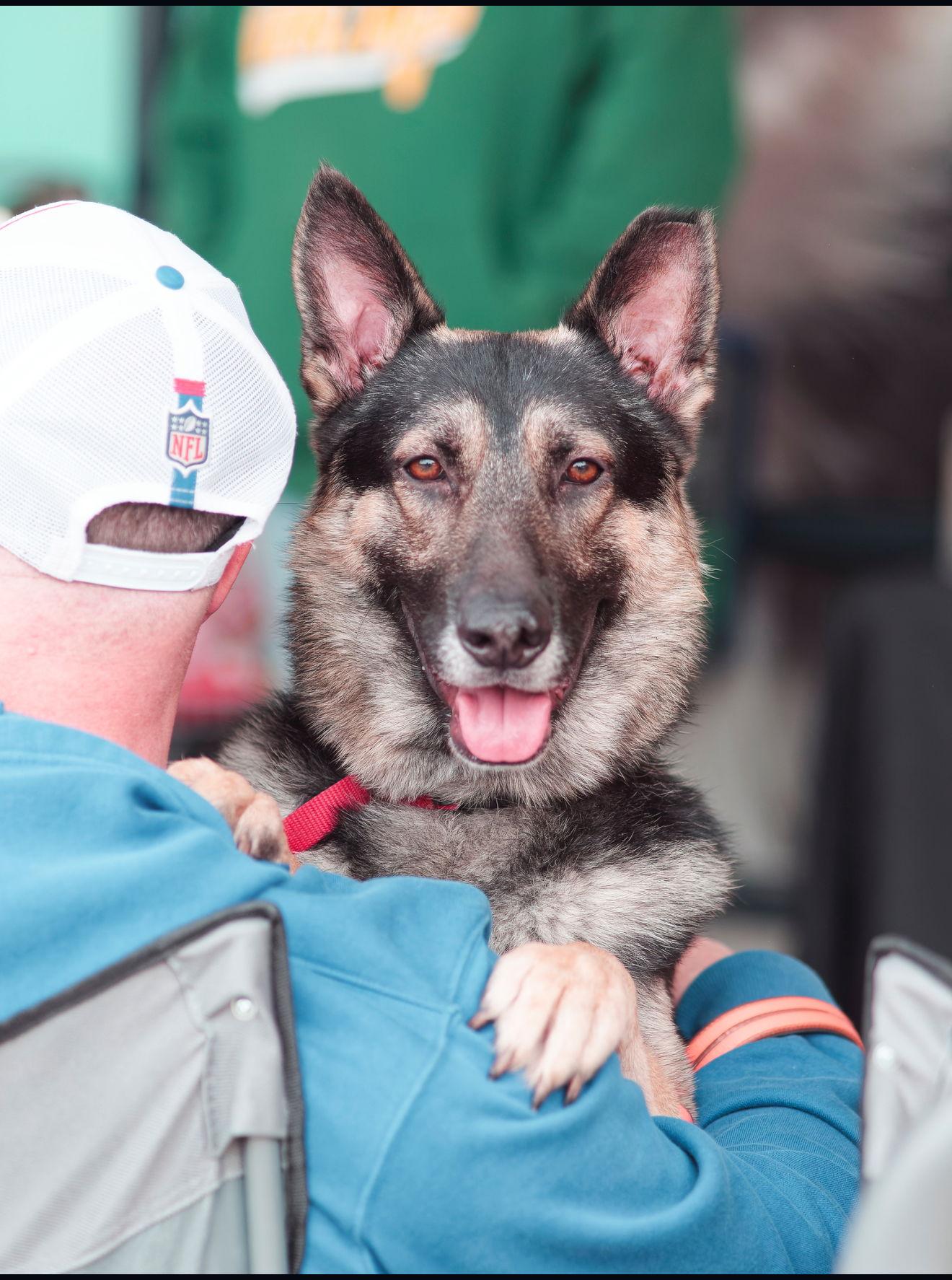 Bane 7255, a Adoptable German Shepherd Dog in Centreville, VA image 2/3