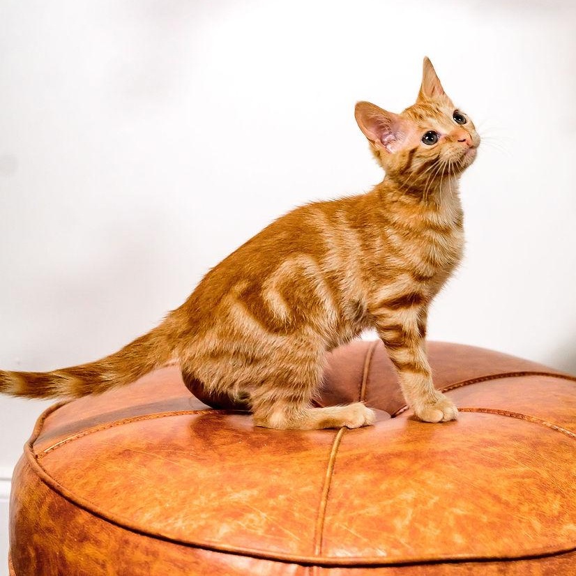 Nessie (bonded with Wampus), a Adoptable Domestic Medium Hair in Fort Oglethorpe, GA image 6/6