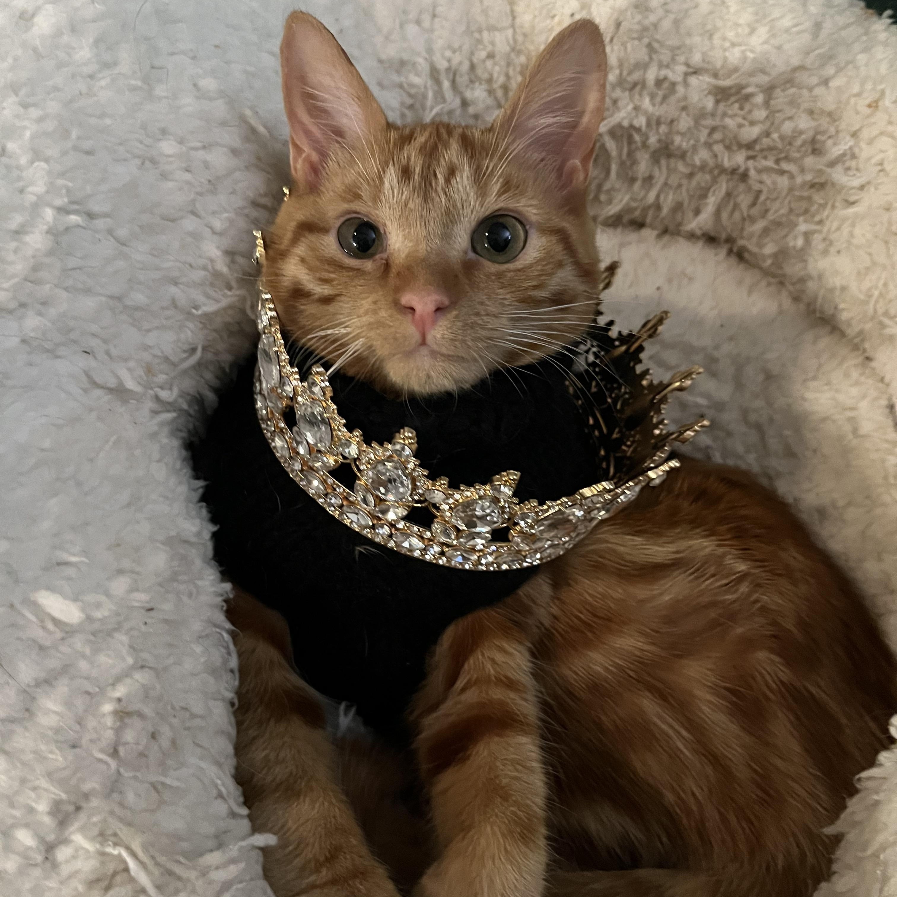 Nessie (bonded with Wampus), a Adoptable Domestic Medium Hair in Fort Oglethorpe, GA image 4/6