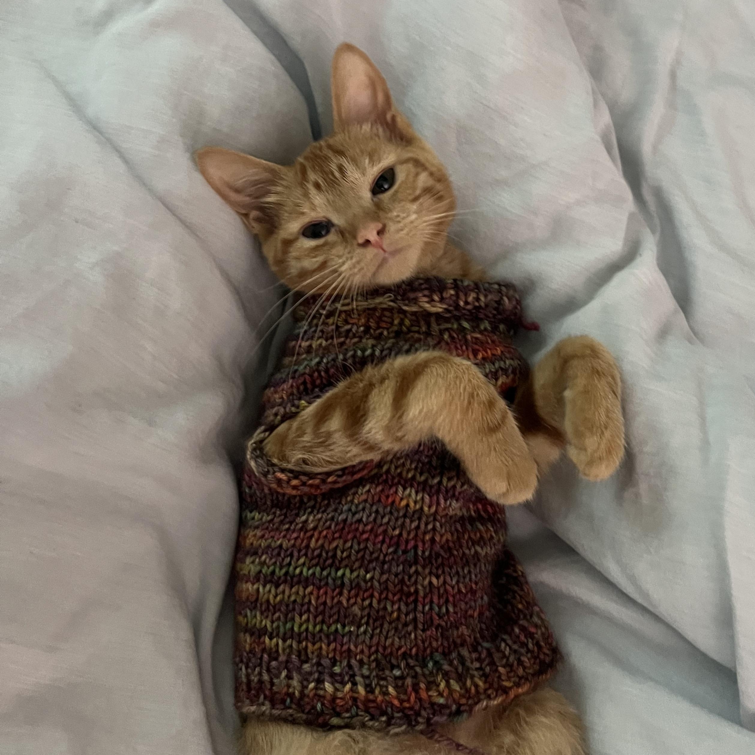 Nessie (bonded with Wampus), a Adoptable Domestic Medium Hair in Fort Oglethorpe, GA image 5/6