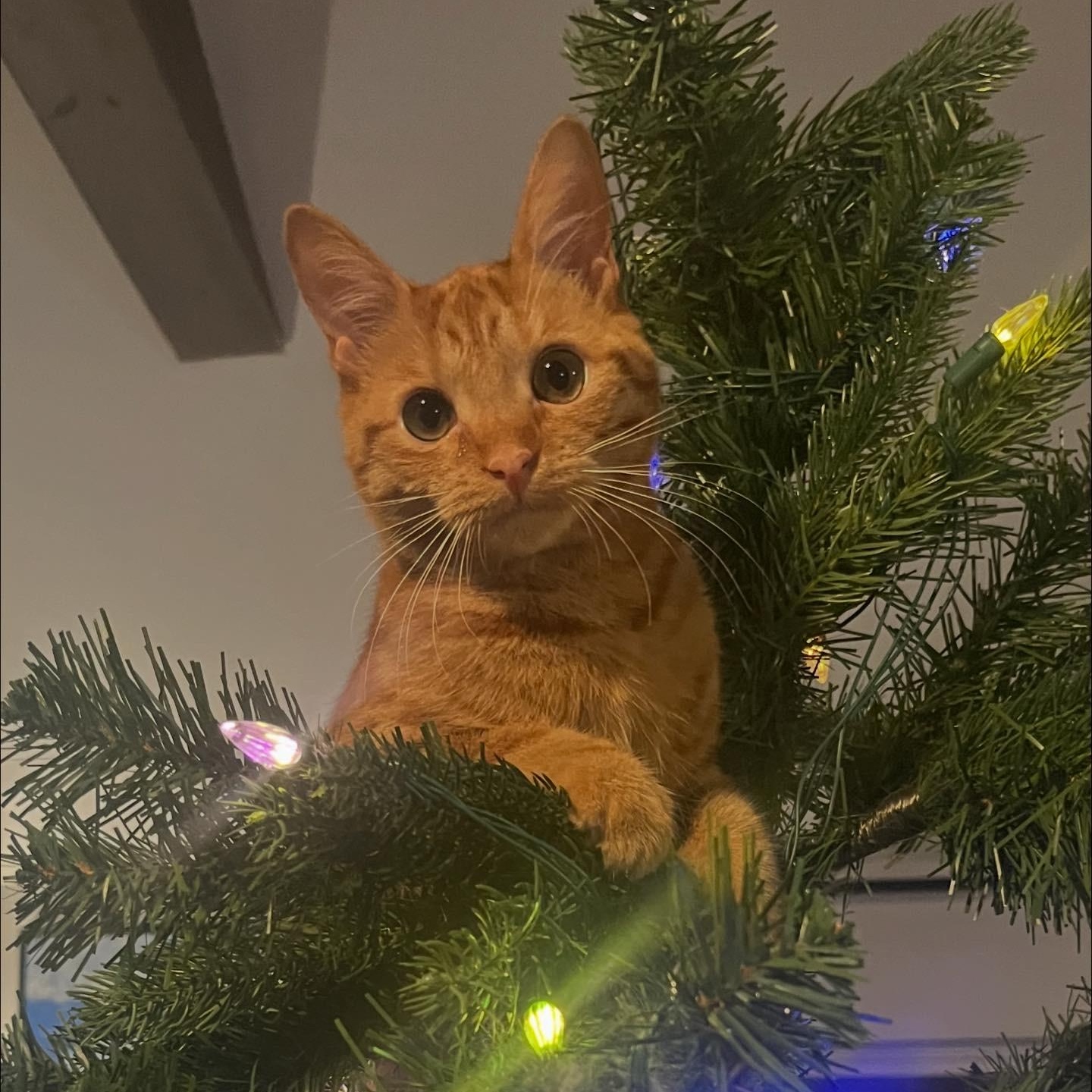 Nessie (bonded with Wampus), Adoptable, Kitten Female Domestic Medium Hair.