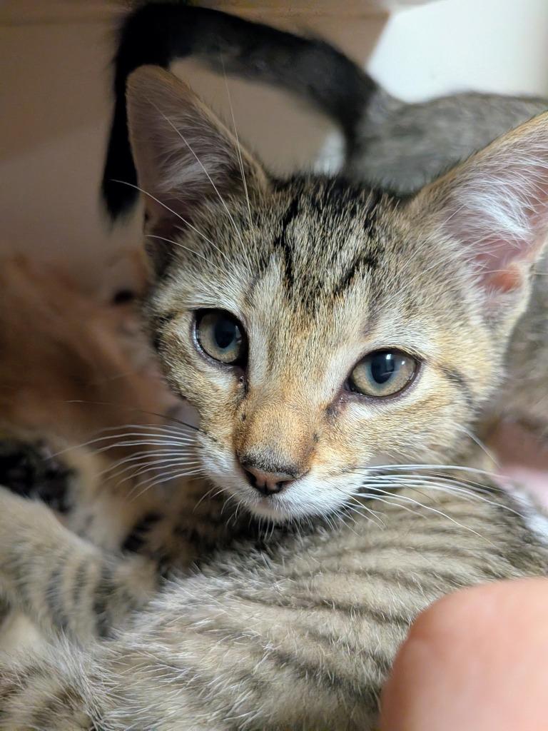 Roxie, Adopted, Kitten Female Domestic Short Hair.