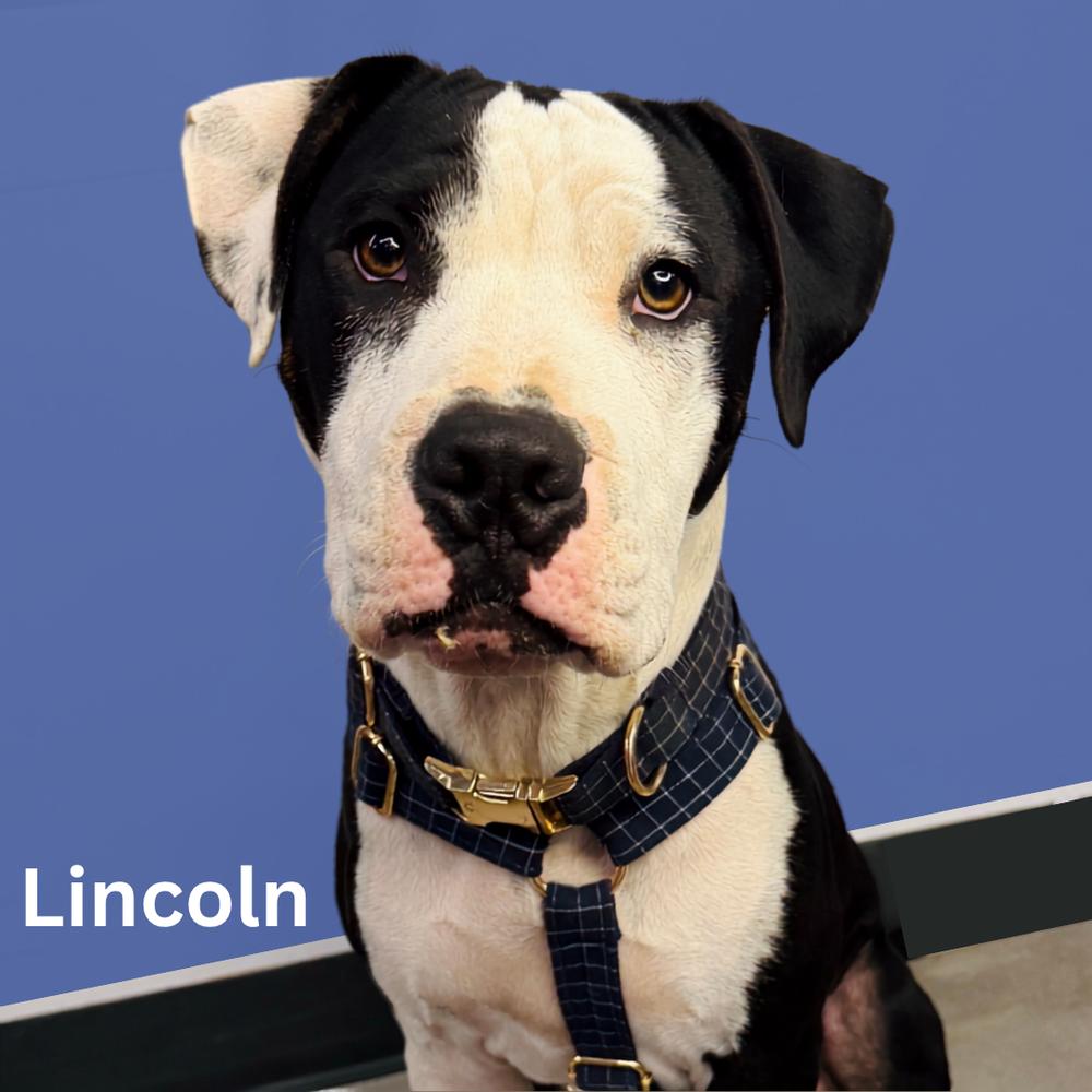 LIncoln, Adoptable, Young Male Pit Bull Terrier.