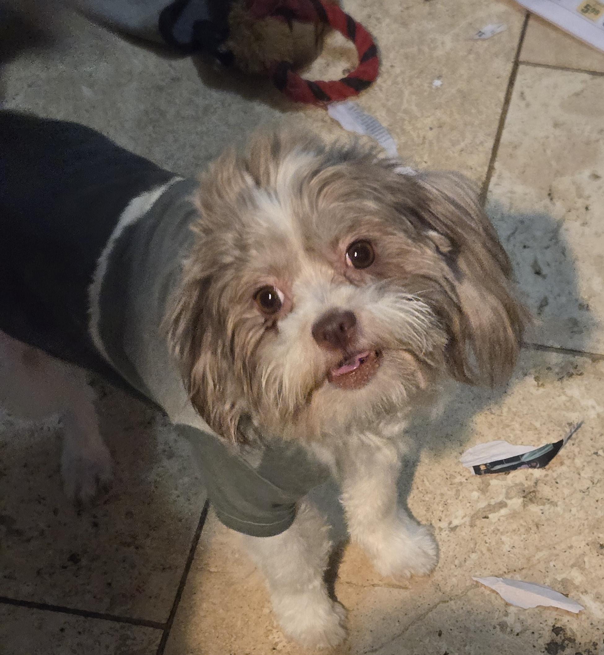 Finn, Adoptable, Young Male Shih Tzu & Havanese.