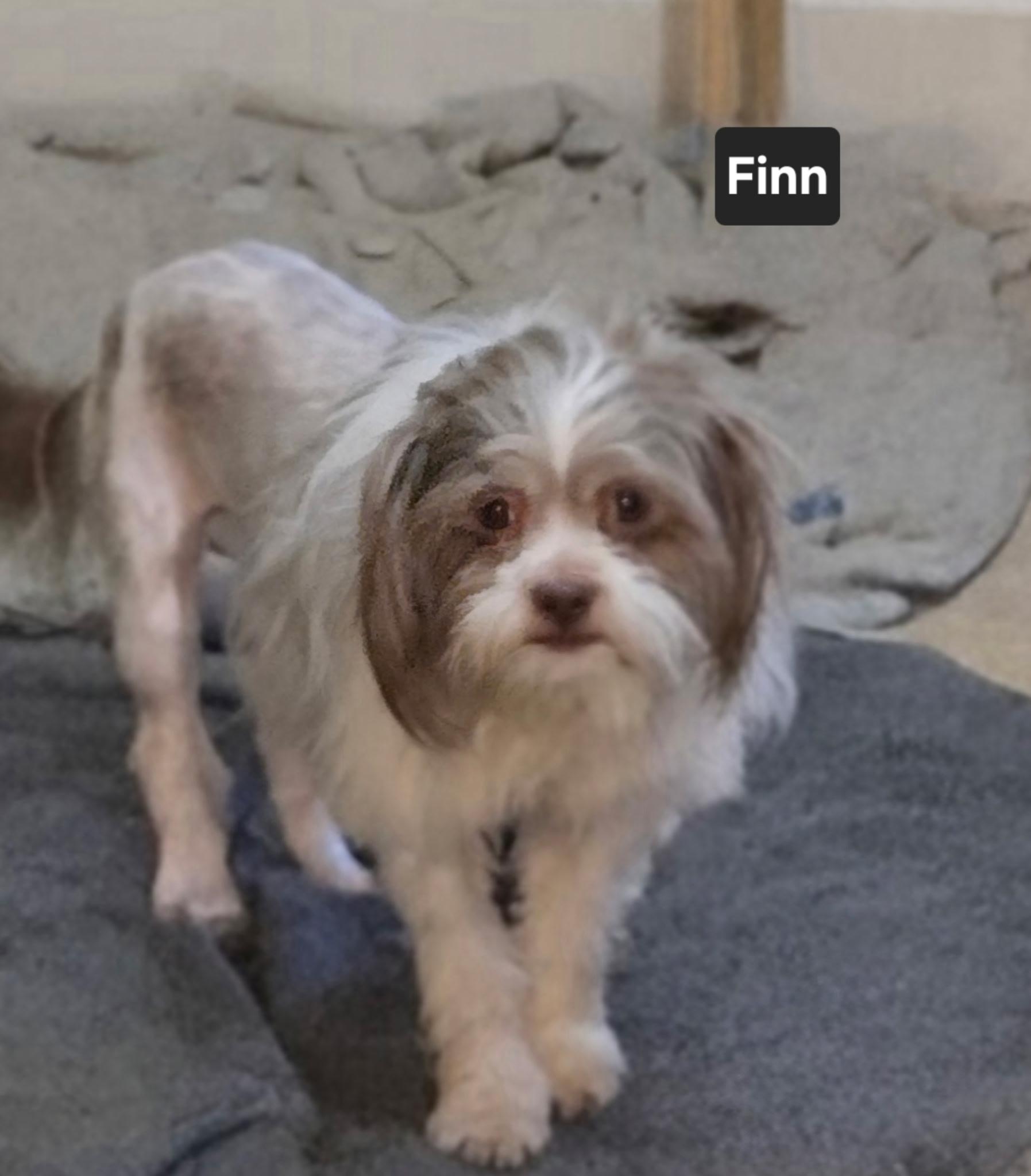Enlarge Finn, a Adoptable mixed breed in Suffolk, VA image 1/1