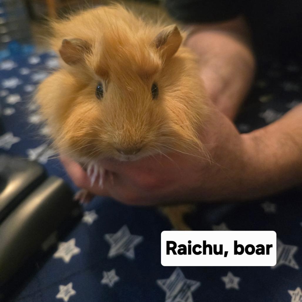 Raichu, a ADOPTABLE Abyssinian in Phoenix, AZ image 2/2