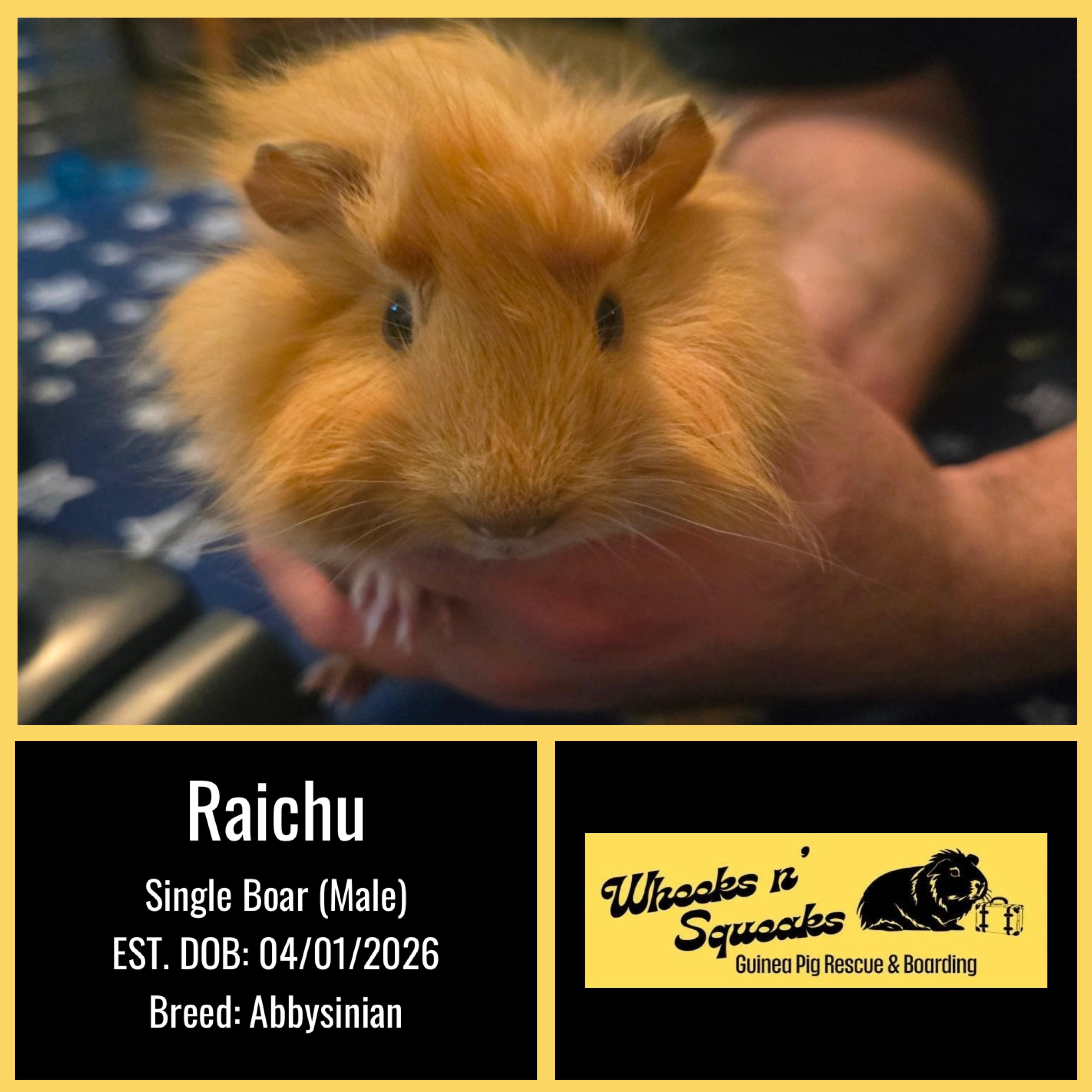 Raichu, ADOPTABLE, Baby Male Abyssinian.