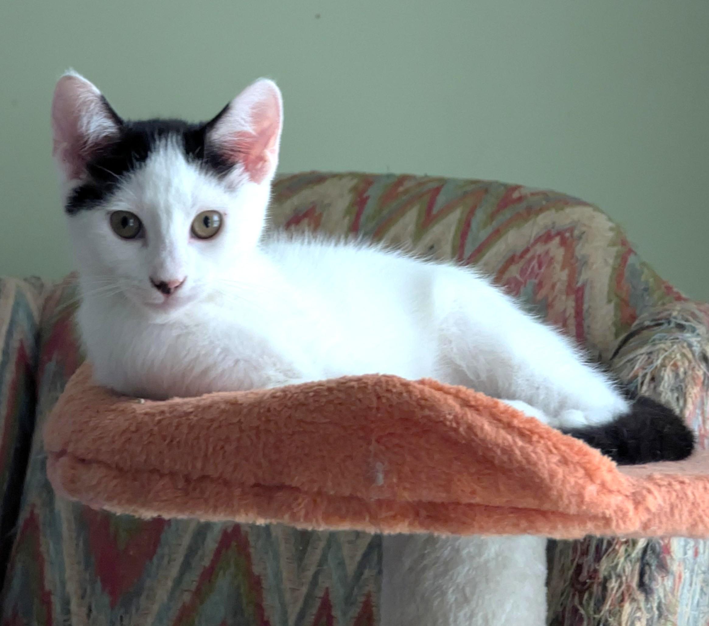 Enlarge Deuces, a Adoptable Domestic Short Hair in Jamaica Plain, MA image 2/3