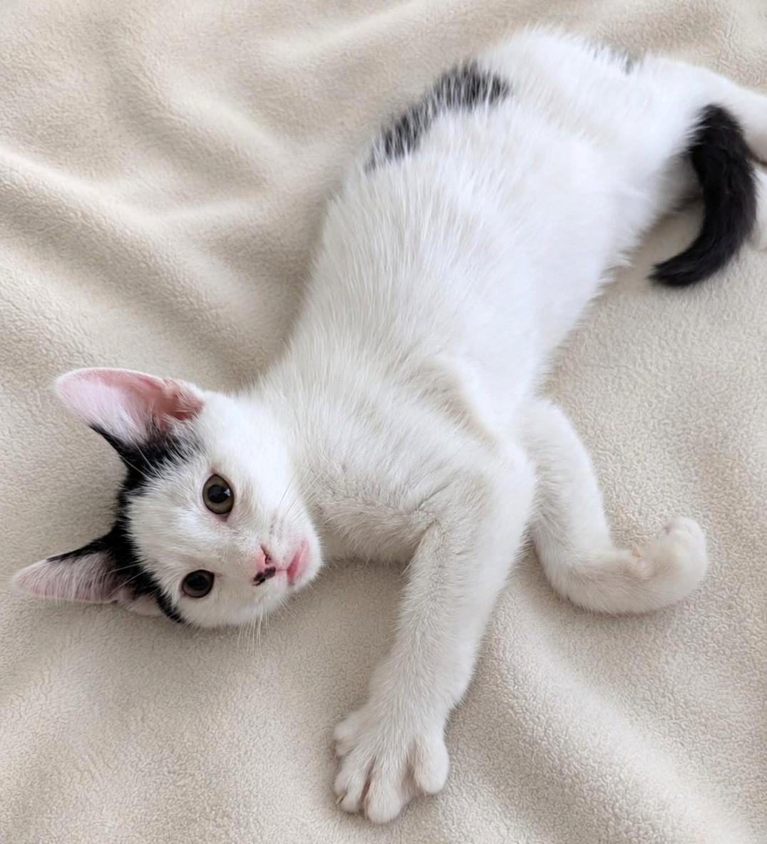 Enlarge Deuces, a Adoptable Domestic Short Hair in Jamaica Plain, MA image 3/3