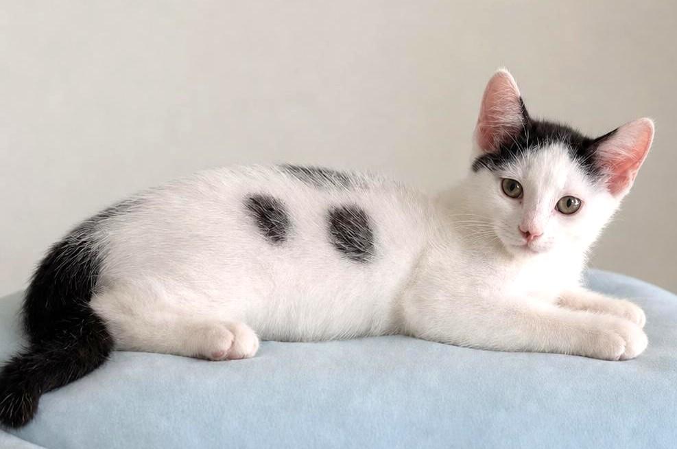 Enlarge Deuces, a Adoptable Domestic Short Hair in Jamaica Plain, MA image 1/3