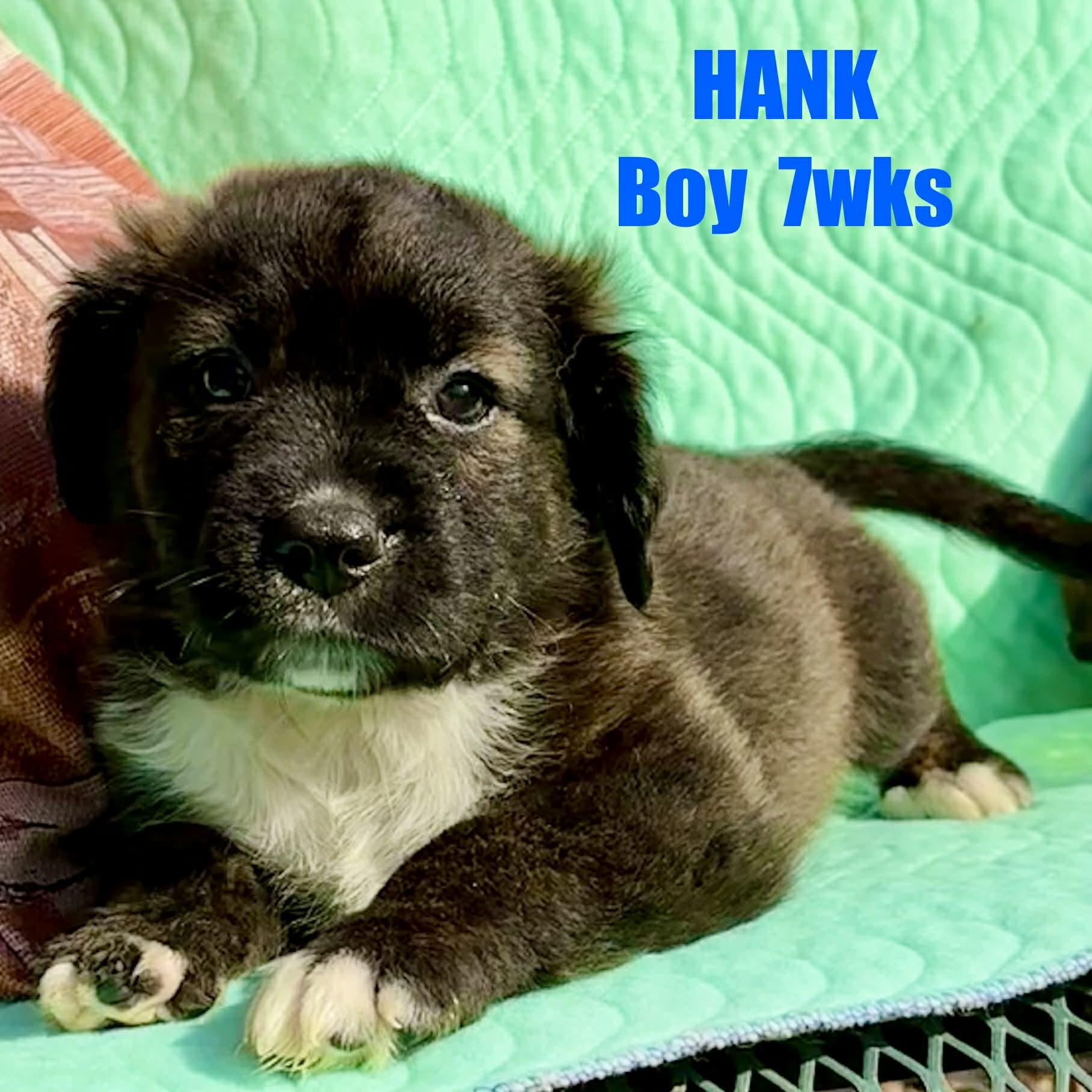 Hank, Adoptable, Puppy Male Spaniel & Terrier.