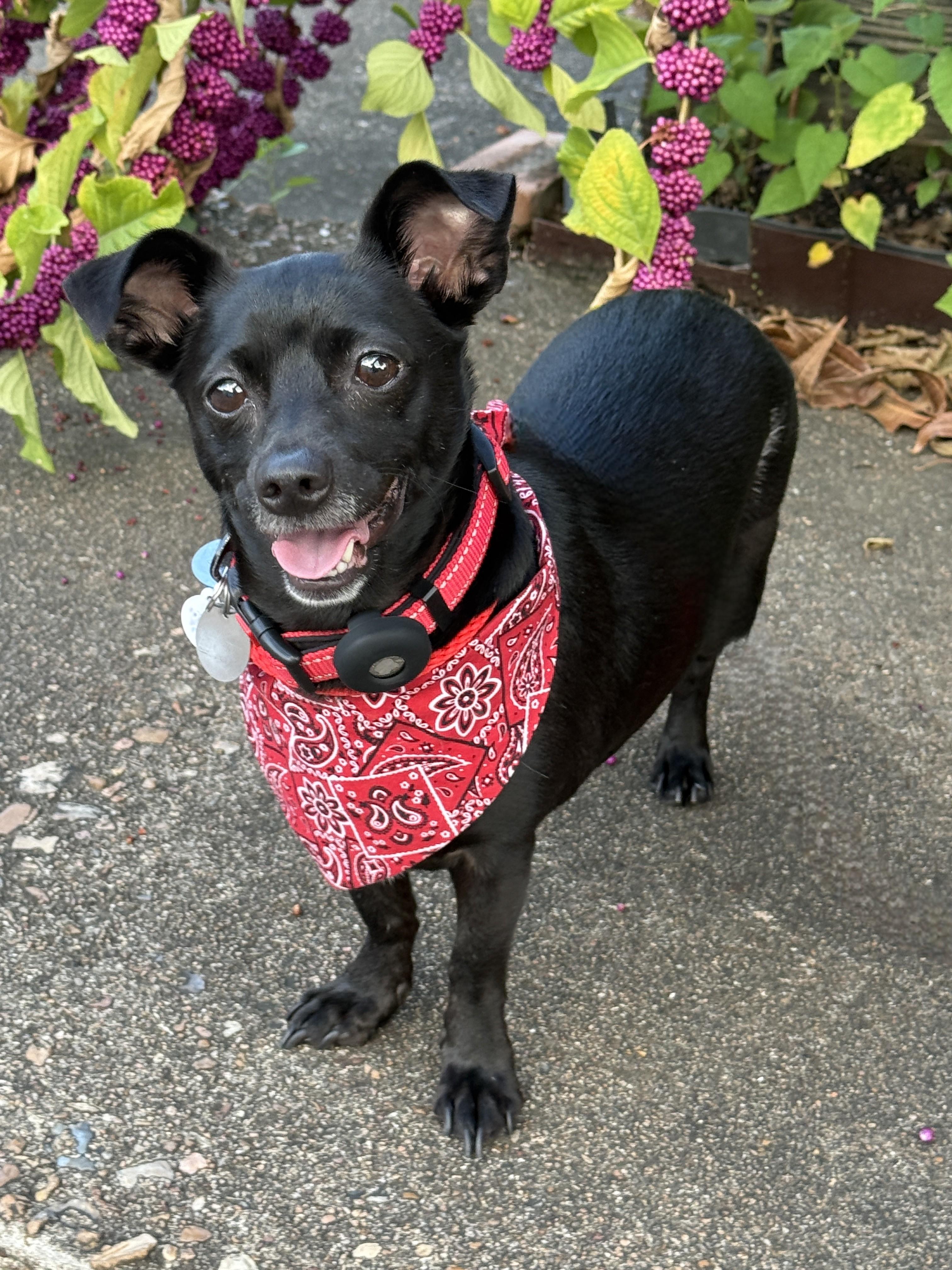 Puddles, adopted, Young Female Chiweenie.